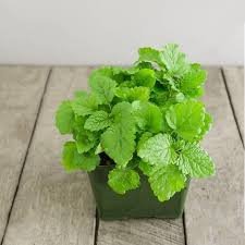 Lemon Balm
